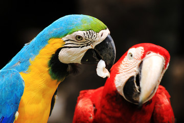Couple  Macaws bird [Ara ararauna][ Scarlet Macaw]