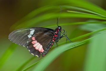 Heliconius-Falter