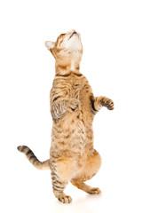 Brown cat is standing up, isolated on white