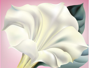 Biały kwiat trąbki z różowym tle - 43503369