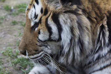 tigre