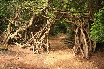 footpath leading through twisted branches