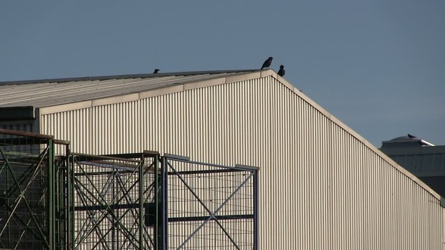 Krähen auf dem Dach