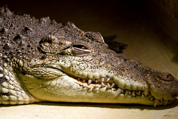 American alligator portrait in the zoo