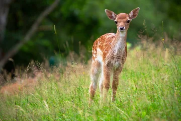 Tuinposter Young roe deer on the meadow © Patryk Kosmider