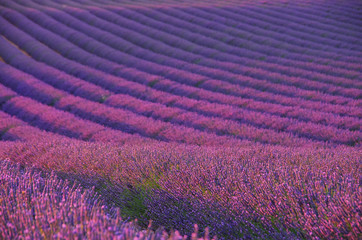 Fototapeta Lavendelfeld - lavender field 04 obraz