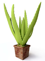 Aloe Vera in 3D