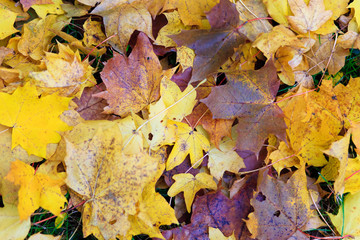 nice leaf in natur