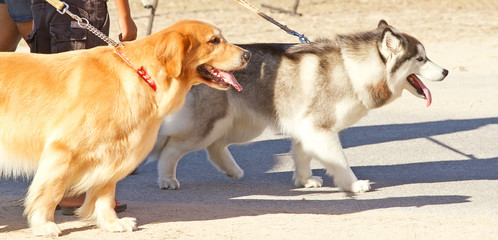 walking on the street with dog