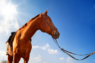 Saddled Horse