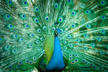 Fototapeta premium Portrait of peacock with feathers out