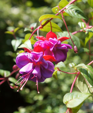 Fuschia flowers in pink and purple.