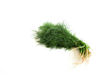 dill on white