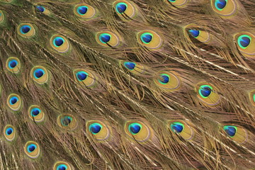 Obraz premium Peacock feather pattern background