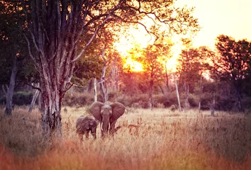 Crédence de cuisine en verre imprimé Afrique du Sud elephants background