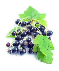 black currant