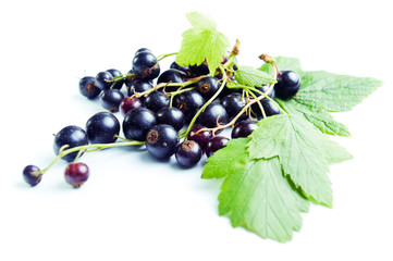 black currant