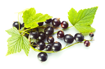 black currant