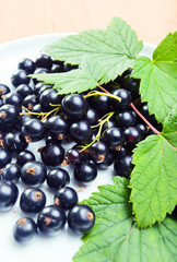 black currant