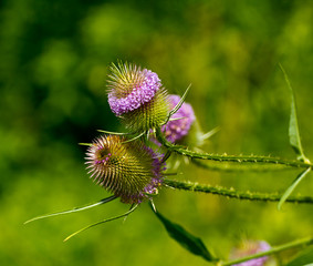 Thistle