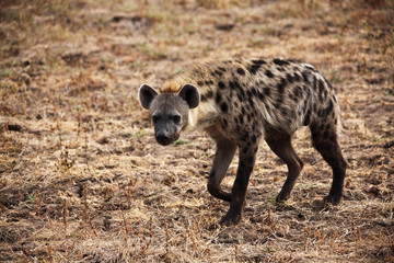 spotted hyena