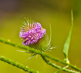 Thistle