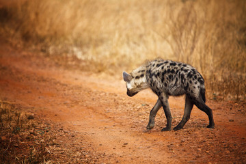 hyena back view