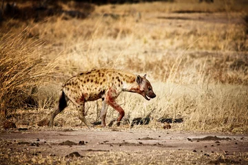 Zelfklevend Fotobehang spotted hyena © tiero