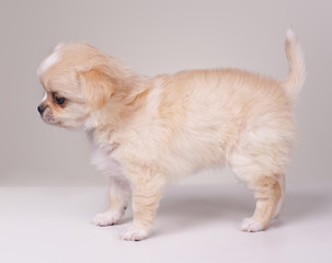 toy terrier puppy isolated on white background