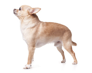 Obraz premium Chihuahua dog on white background