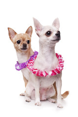 Obraz premium two chihuahua dressed as holidaymakers