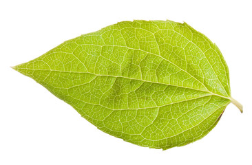 Fototapeta na wymiar Greeen leaf