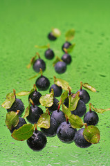 Blueberry on a green background