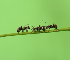 ant on a green grass