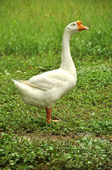 white goose