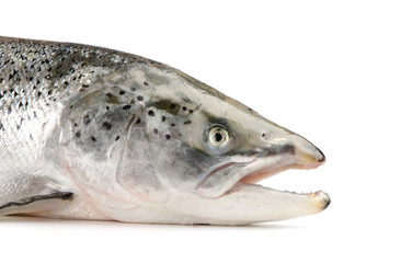 Salmon