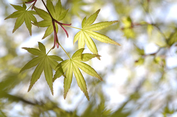 カエデ