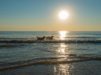 Dogs playing in sea at sunset
