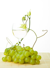 Grapevine, branch of green grapes and glass of white wine