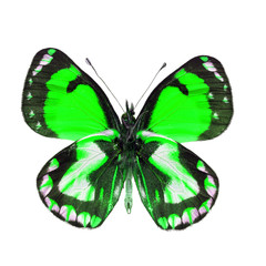 Exotic butterfly isolated on white background