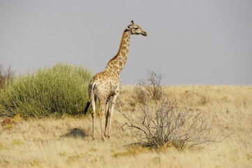Giraffe im Konzessionsgebiet von Palmwag / Namibia