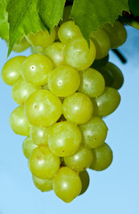 Branch of ripe green grapes