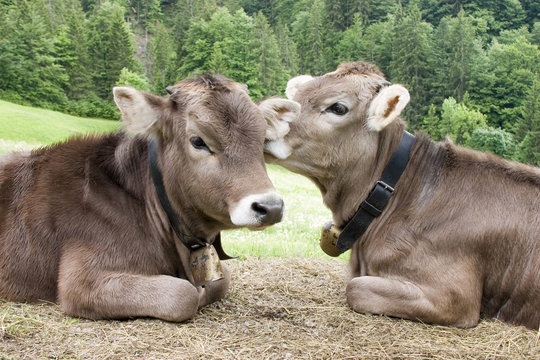 K&auml;lbchen