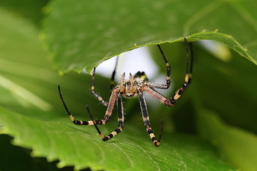 Spider