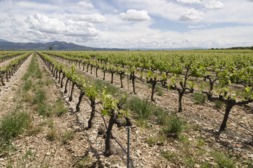 Fototapeta na wymiar vignes en Provence, France