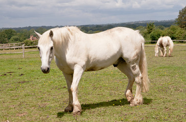 Obraz na płótnie Canvas White horses in field