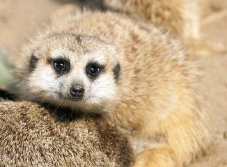 Meerkat