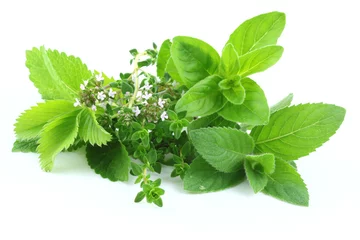 Photo sur Plexiglas Aromatique Herbes vertes