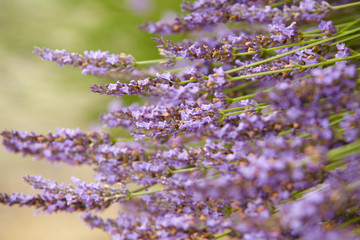 Fototapeta premium Lavender Flowers