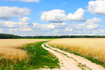 Fototapeta na wymiar Village road in wheat field